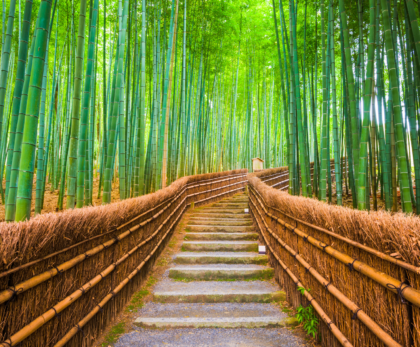 The breathtaking Arashiyama Bamboo Forest in Kyoto, Japan, a must-visit destination featured in this Kyoto travel guide