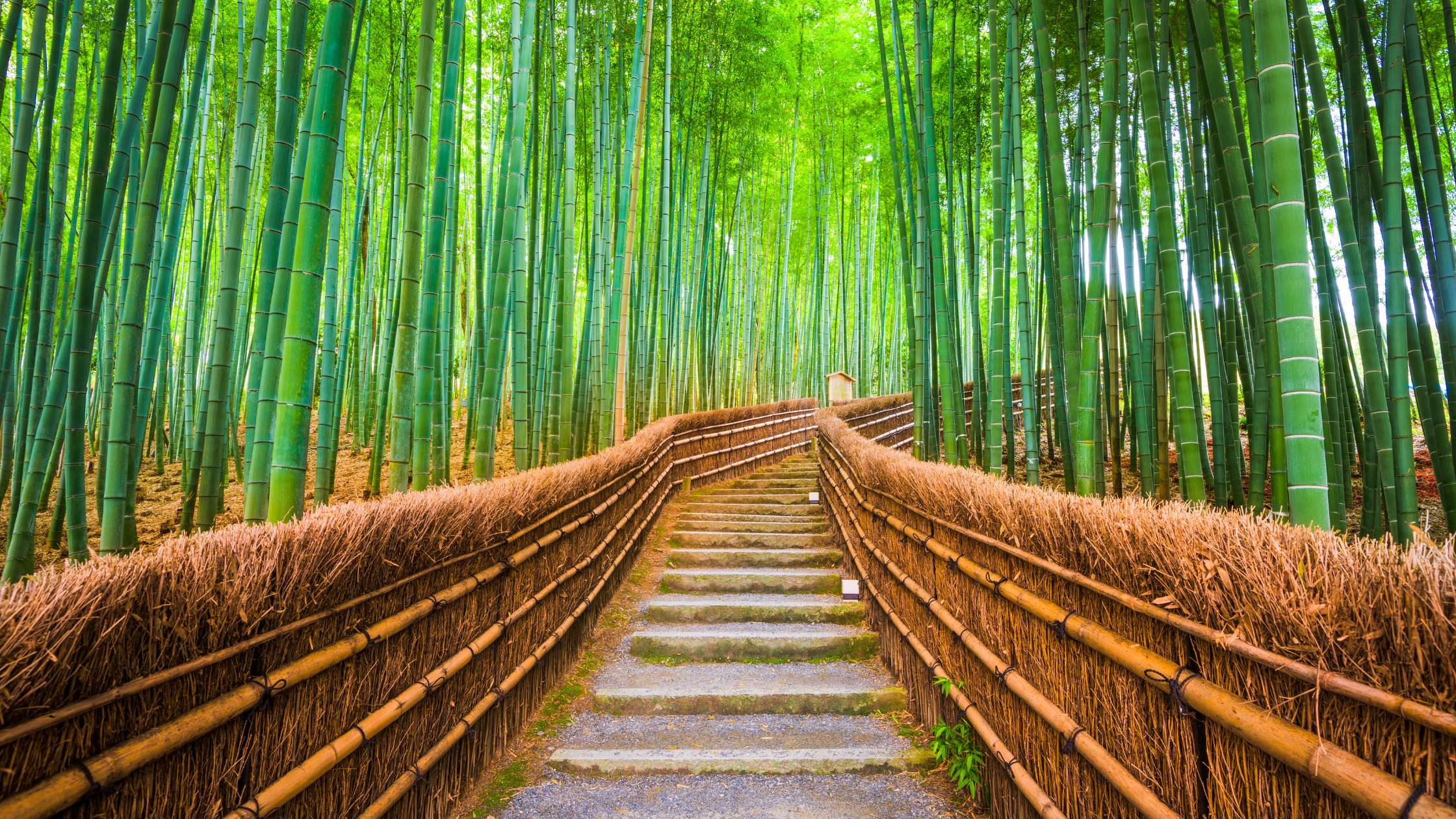 The breathtaking Arashiyama Bamboo Forest in Kyoto, Japan, a must-visit destination featured in this Kyoto travel guide