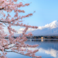 Mount Fuji with cherry blossoms in full bloom – a breathtaking view in Japan’s spring season. A must-see highlight in any Japan travel guide."